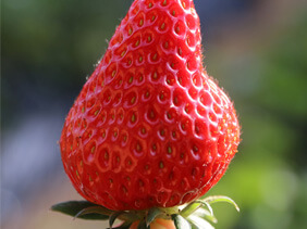 小娄农家草莓